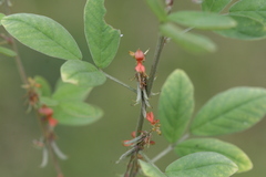 Indigofera barberi